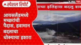 Climate Crisis: हवामान बदलाचा थेट परिणाम, Iceland मध्ये पहिल्यांदाच आढळले मच्छर! Special Report