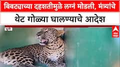 Leopard Menace: 'बिबट्या दिसताच गोळ्या घाला', Forest Minister Ganesh Naik यांचे थेट आदेश
