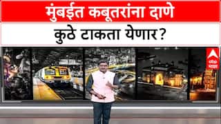 Pigeon Feeding Row: मुंबईत कबूतरांना दाणे टाकण्यावर निर्बंध, फक्त ४ ठिकाणी सकाळी ७ ते ९ परवानगी