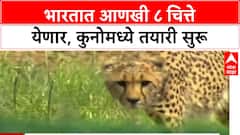 Project Cheetah: 'जानेवारीत चित्ते भारतात येतील', भोपाळच्या वन अधिकाऱ्याची माहिती