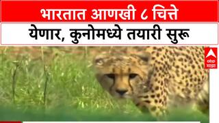 Project Cheetah: 'जानेवारीत चित्ते भारतात येतील', भोपाळच्या वन अधिकाऱ्याची माहिती