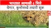 Project Cheetah: 'जानेवारीत चित्ते भारतात येतील', भोपाळच्या वन अधिकाऱ्याची माहिती