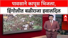 Heavy Rains: 'सोयाबीननंतर आता कापूसही गेला', Hingoli तील शेतकरी हवालदिल, ओल्या कापसामुळे संकट
