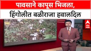 Heavy Rains: 'सोयाबीननंतर आता कापूसही गेला', Hingoli तील शेतकरी हवालदिल, ओल्या कापसामुळे संकट