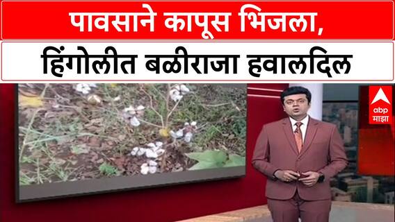 Heavy Rains: 'सोयाबीननंतर आता कापूसही गेला', Hingoli तील शेतकरी हवालदिल, ओल्या कापसामुळे संकट