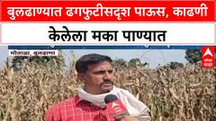 Maharashtra Rains: 'कर्जबाजारी शेतकऱ्यांनी काय करायचं?', Buldhana त अतिवृष्टीने होत्याचं नव्हतं!