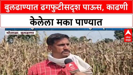 Maharashtra Rains: 'कर्जबाजारी शेतकऱ्यांनी काय करायचं?', Buldhana त अतिवृष्टीने होत्याचं नव्हतं!