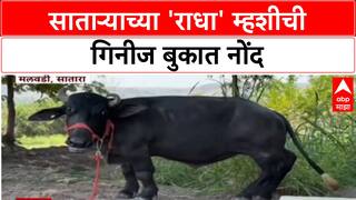 Global Pride : साताऱ्याच्या 'राधा' म्हशीची Guinness Book मध्ये नोंद, ठरली जगातली सर्वात बुटकी म्हैस