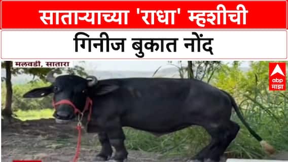 Global Pride : साताऱ्याच्या 'राधा' म्हशीची Guinness Book मध्ये नोंद, ठरली जगातली सर्वात बुटकी म्हैस