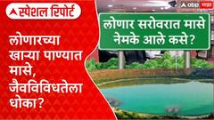 Lonar Lake Fish लोणारच्या खाऱ्या पाण्यात मासे नेमके आले कसे? जैवविविधतेला धोका? Special Report