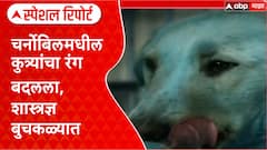 Chernobyl Fallout: 'किरणोत्सर्गाचा सामना करण्याची क्षमता विकसित', Chernobyl मधील कुत्र्यांमध्ये मोठे बदल