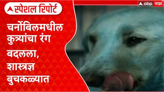 Chernobyl Fallout: 'किरणोत्सर्गाचा सामना करण्याची क्षमता विकसित', Chernobyl मधील कुत्र्यांमध्ये मोठे बदल