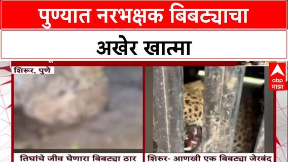 Man-eater Leopard: 'डार्ट चुकल्यावर प्रतिहल्ला केला, म्हणून गोळ्या झाडल्या', पुण्यात नरभक्षक बिबट्या ठार!