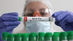 Australia Confirms First Case Of H5 Bird Flu, PM Albanese Says Detection Concerning