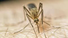 ਕਾਲਾ ਹਿੱਟ ਪਾ-ਪਾ ਕੇ ਹੋ ਗਏ ਪਰੇਸ਼ਾਨ ਫਿਰ ਵੀ ਨਾ ਜਾ ਰਹੇ ਕੋਕਰੋਚ, ਤਾਂ ਅਪਣਾਓ ਆਹ ਤਰੀਕਾ