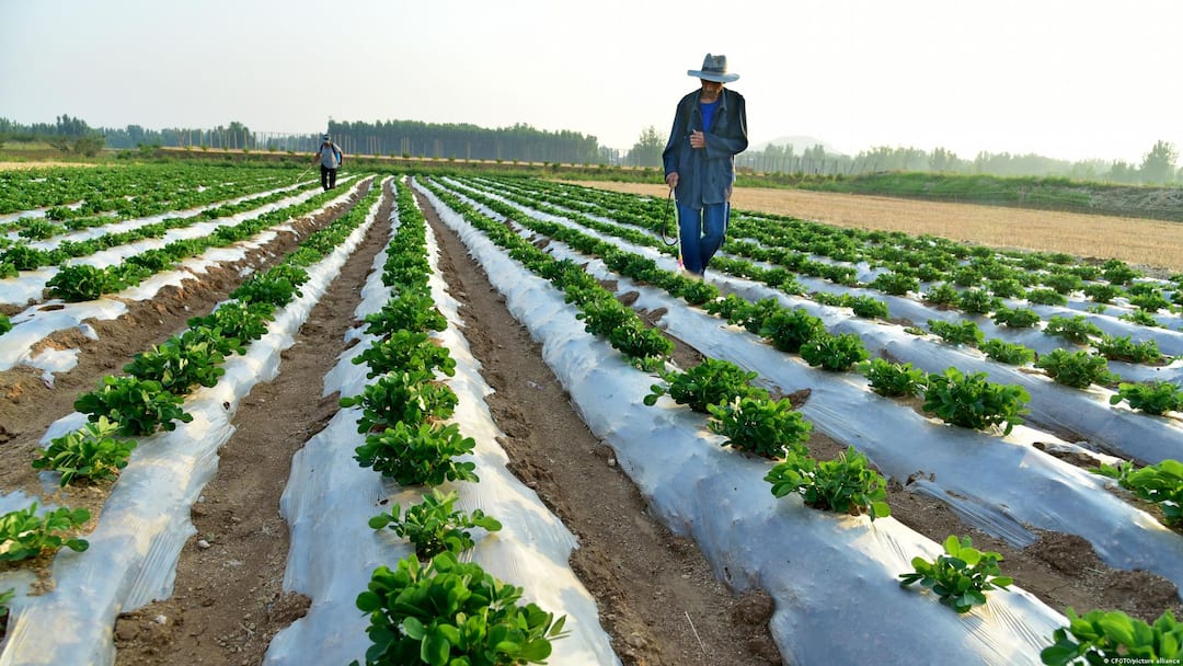 Strait Of Hormuz Crisis Threatens Global Fertiliser Supply, Drives Food Price Fears
