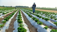 Strait Of Hormuz Crisis Threatens Global Fertiliser Supply, Drives Food Price Fears