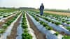 Strait Of Hormuz Crisis Threatens Global Fertiliser Supply, Drives Food Price Fears