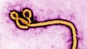 France Confirms First Ebola Case Linked To DR Congo Outbreak