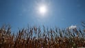 Europe Braces For Another Heatwave As Temperatures Soar Past 35°C