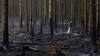 Rain Aids Firefighters Battling Massive High Fens Wildfire In Belgium