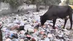 MCD Strike: Garbage piles up across Delhi