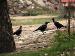 Jammu & Kashmir: Bird Flu Scare In Border Area Near Kupwara After Over 12 Crows Found Dead