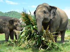कर्नाटक से पीलीभीत टाइगर रिजर्व शिफ्ट किए जाएंगे चार हाथी, टीम का हुआ गठन