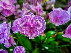 Uttarakhand: Orchid Conservation Efforts Bearing Fruit, Rich Varieties Bloom In Region