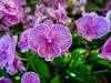 Uttarakhand: Orchid Conservation Efforts Bearing Fruit, Rich Varieties Bloom In Region