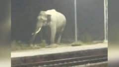 Haridwar: Video Of Elephant Walking At Railway Platform Goes Viral