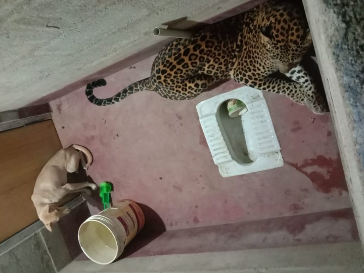 AMAZING! Stray Dog Trapped In With A Leopard Stayed Unharmed For Six Hours Until Forest Department Shows AMAZING! Stray Dog Trapped In With A Leopard Stayed Unharmed For Six Hours Until Forest Department Shows