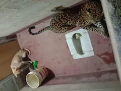 AMAZING! Stray Dog Trapped In With A Leopard Stayed Unharmed For Six Hours Until Forest Department Shows