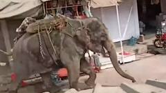 Elephant in UP's Baliya creates havoc, controlled after 3 hours