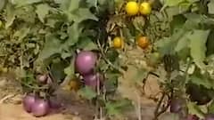 ICAR uses Grafting Method to grow 2 types of vegetables in one plant