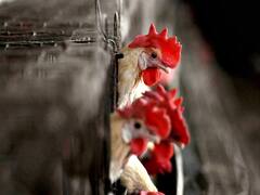 पुण्यात चोरांनी दुकानातून चक्क कोंबड्या केल्या गायब