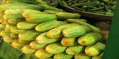 Cucumber on Health Photos: সতেজ থাকতে জেনে নিন শশার গুণ