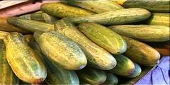 Cucumber on Health Photos: সতেজ থাকতে জেনে নিন শশার গুণ