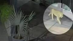 Tigress spotted outside Sarovar hotel in Junagadh