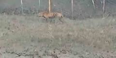 Sunderban Tiger: ফের লোকালয়ে বাঘের হানা, আতঙ্ক হিঙ্গলগঞ্জে