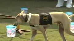 No need of Covid testing as Indian Army's dog squads sniff it out in seconds