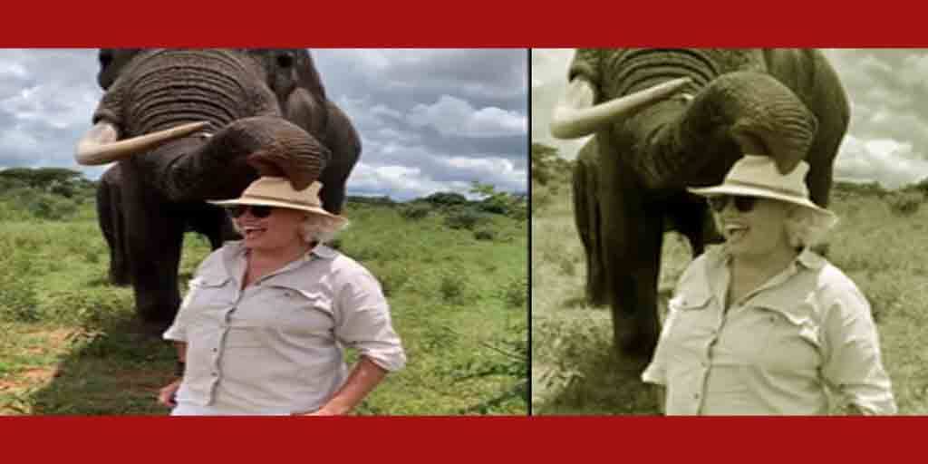 মহিলার টুপিতে লোভ হাতির! ভাইরাল ভিডিও Elephant steals woman's hat only to return it later. Viral video divides Internet মহিলার টুপিতে লোভ হাতির! ভাইরাল ভিডিও