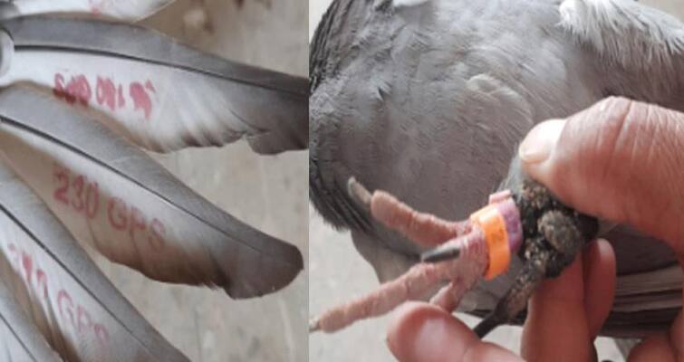 pigeon from Pakistan was captured by the BSF, the team checked the numbers on the wings ਪਾਕਿਸਤਾਨ ਤੋਂ ਆਏ ਕਬੂਤਰ ਨੇ ਉੱਡਾਈ ਬੀਐਸਐਫ ਦੀ ਨੀਂਦ, ਖੰਭਾਂ ‘ਤੇ ਨੰਬਰਾਂ ਦੀ ਜਾਂਚ ਕਰੀ ਟੀਮ