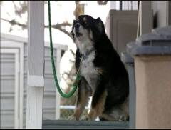 ਰਾਤੋ-ਰਾਤ ਕਰੋੜਪਤੀ ਬਣਿਆ ਕੁੱਤਾ, ਵਸੀਅਤ 'ਚ ਮਾਲਕ ਨੇ ਛੱਡੇ 5 ਮਿਲੀਅਨ ਡਾਲਰ