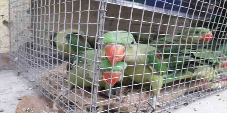 Kolkata: Illegal bird trade caught in the city, rescued 250 birds Illegal Bird Trade:পাখি পাচার চক্রের হদিশ কলকাতায়, গ্রেফতার ২