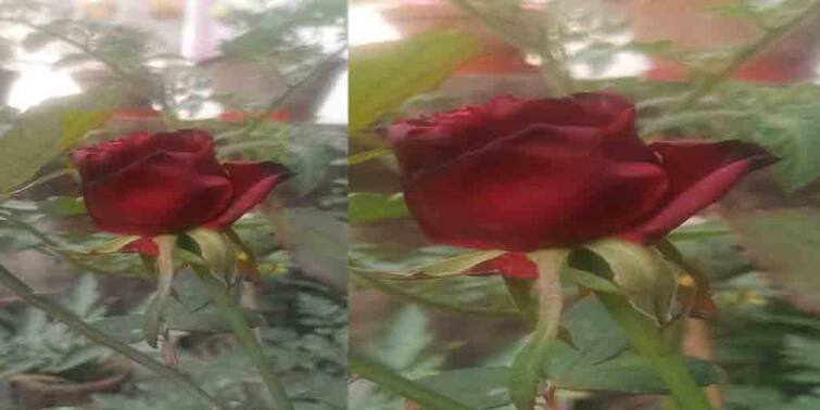 Valentine Day 2021: Barrackpore Palash Gifts his partner Nilanjana cultivated rose from his garden Valentine Day Special: ভ্যালেন্টাইন্স ডে-তে প্রিয়জনকে নিজের হাতে ফোটানো গোলাপ উপহার