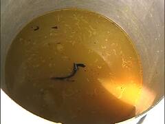 WB Election 2021 News: আজ থেকেই চালু 'মা ক্যান্টিন', পাঁচ টাকায় মিলবে ভাত, ডাল, সব্জি ও ১টি ডিম