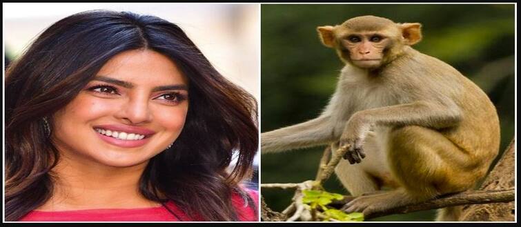 Monkey slaps Priyanka chopra, telling the whole story in his book ਪ੍ਰਿਯੰਕਾ ਦੇ ਬਾਂਦਰੀ ਨੇ ਮਾਰਿਆ ਥੱਪੜ, ਖੁਦ ਦੱਸੀ ਸਾਰੀ ਗੱਲ 