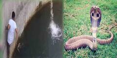 Group of men save snake from drowning সাপকে বাঁচাতে প্রাণপণ চেষ্টা... দেখুন ভিডিও