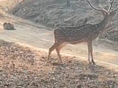 Viral video: জঙ্গলে হরিণ শিকারের অপেক্ষায় পাথরের মতো বসে চিতাবাঘ, তারপর কী হল দেখুন